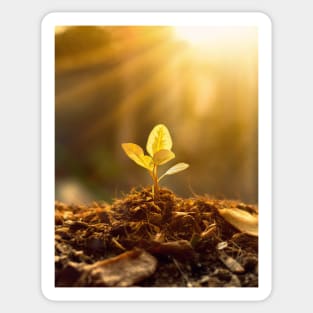 tree sapling in morning light Sticker